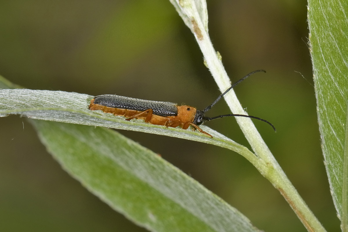 Oberea oculata? S.